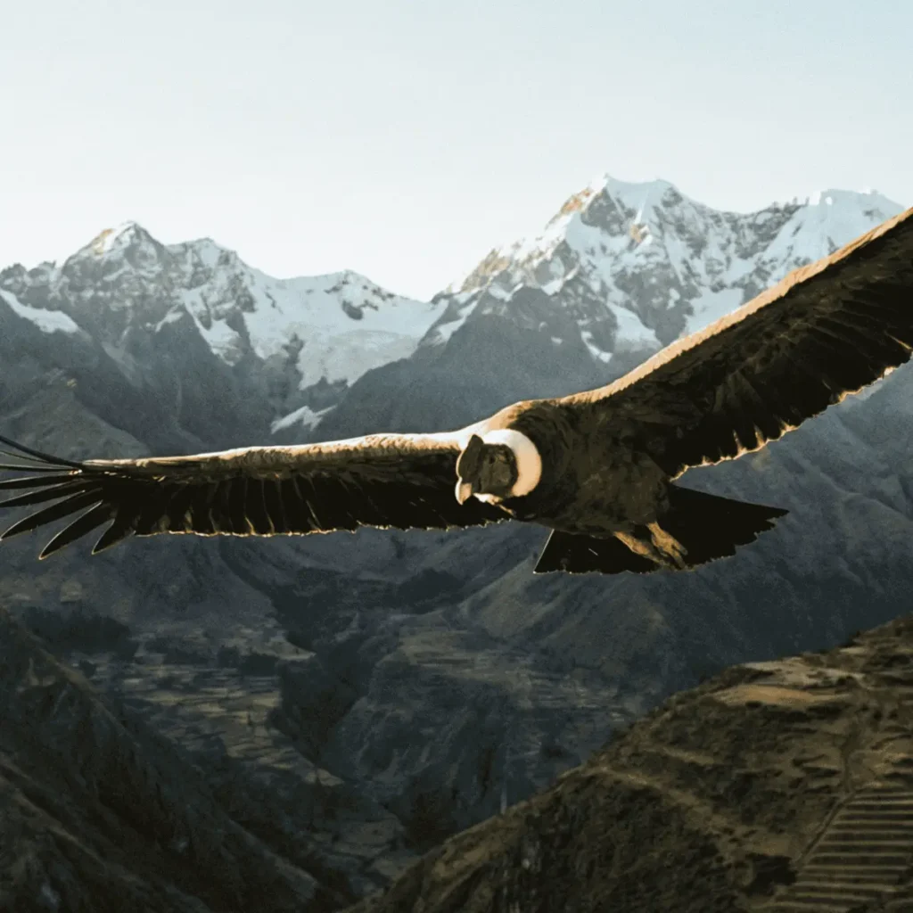 Andean condor